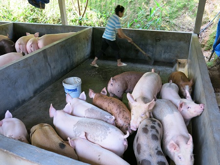 Phát triển chăn nuôi lợn theo hướng an toàn gắn với bảo vệ môi trường