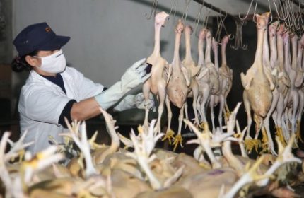 Giá thịt gà “gặp họa” vì dịch cúm H7N9