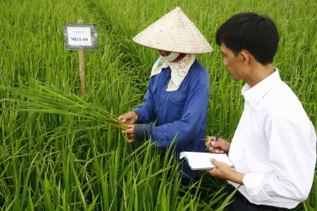Chủ động sản xuất và điều hành xuất khẩu lúa gạo hiệu quả