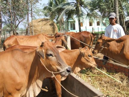 Hội thảo quốc tế về giải pháp phát triển bền vững đàn bò Việt Nam