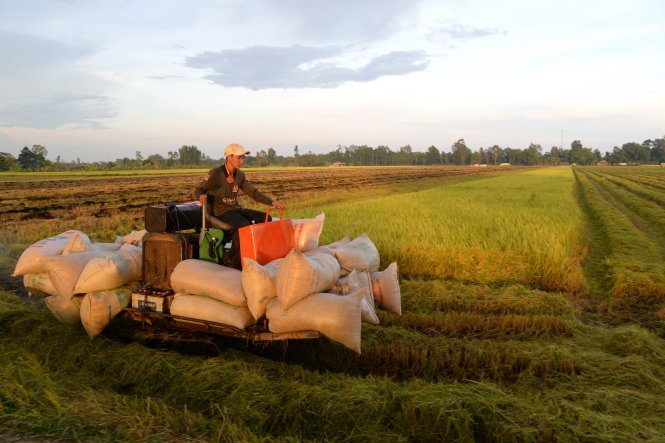 Dưới góc nhìn FAO – OECD: Tái cơ cấu nông nghiệp của Việt Nam có nguy cơ thất bại