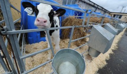 Nga đề xuất nuôi bò và lợn bằng protein tổng hợp từ khí tự nhiên