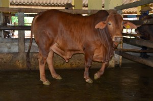 Bình Định: Tạo giống bò lai thịt triển vọng