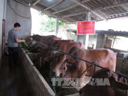 Việt Nam “bắt tay” nuôi bò Úc quy mô lớn