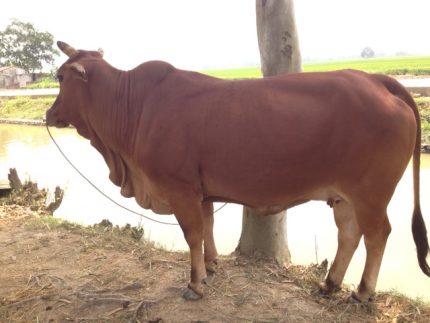 Những kết quả đạt được sau 5 năm thực hiện cải tiến giống bò tại Hà Nội