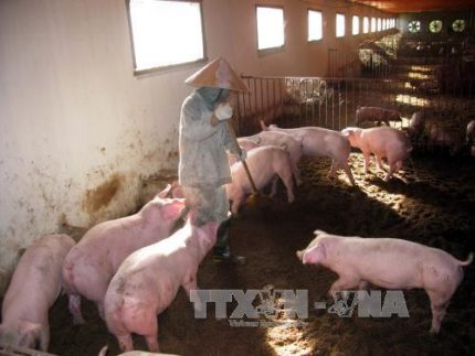 Hasco sẽ cung cấp 5.000 tấn thịt lợn sạch tại Hà Nội