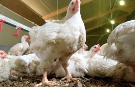 Khả năng tiêu hóa Phốt pho ở gà thịt phụ thuộc vào nguyên liệu thức ăn