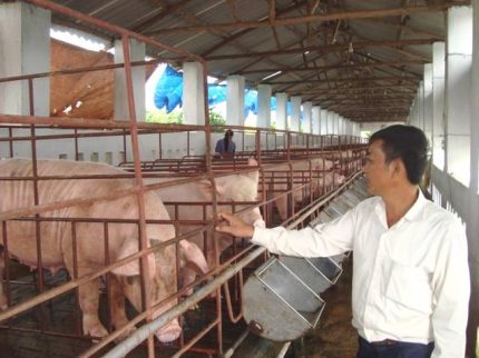 Ngành chăn nuôi gia súc lớn chủ động và sẵn sáng cho hội nhập Asean và TPP
