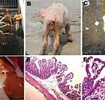 Kháng sinh dạng lỏng trong thức ăn chăn nuôi có thể làm giảm nguy cơ nhiễm vi-rút gây bệnh tiêu chảy cấp (PEDv)