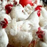 Giám sát hành vi của gà nuôi giúp ngăn ngừa ngộ độc thực phẩm