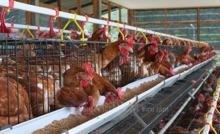 Xu hướng chăn nuôi gà đẻ trứng theo kiểu lồng tự do – ưu và nhược điểm?