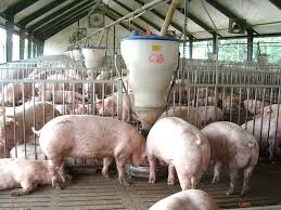 Rà soát quy hoạch chăn nuôi lợn gắn với thị trường