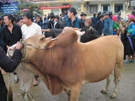 Huyện Đồng Văn (Hà Giang) cải tạo và phục hồi giống bò vàng địa phương bằng thụ tinh nhân tạo