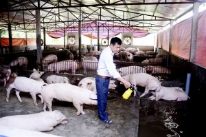 Bộ NN-PTNT đề nghị hạn chế mở rộng quy mô đàn lợn