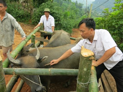 Lào Cai triển khai công tác tiêm phòng vắc xin  cho đàn gia súc, gia cầm đợt 1 năm 2017