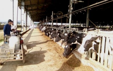 Nghệ An phát triển đàn bò sữa chất lượng cao
