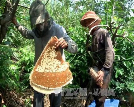 Di dời các thùng ong nuôi ra khỏi vùng rừng U Minh hạ