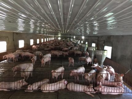 Chăn nuôi lợn vỡ trận vì tái cơ cấu nửa vời và yếu khâu thị trường