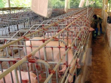 LienVietPostBank dành 500 tỷ đồng giải cứu đàn lợn cho nông dân