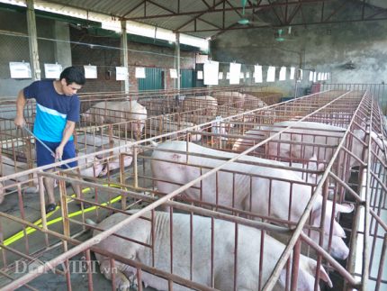 TP Hồ Chí Minh mở chốt chặn kiểm soát truy xuất nguồn gốc thịt lợn
