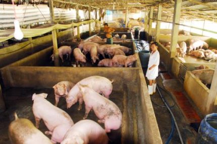 Giá lợn tại Đồng Nai lại giảm sâu