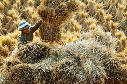 Doanh nghiệp Việt khai thác “mỏ vàng” bị bỏ quên từ phế phẩm của hạt gạo