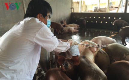 Tiền Giang: Tiền Giang khuyến khích nhân rộng mô hình nuôi lợn VietGAP