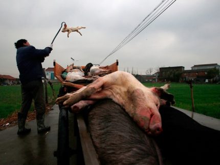 Trung Quốc: Phát hiện 300 tấn xác lợn chết bệnh vứt ra môi trường
