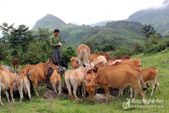 Giá trâu bò giảm mạnh, người nuôi ở miền núi thiệt lớn