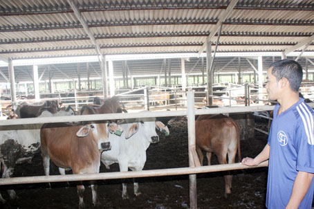 Đồng Nai: Bò “nội” chiếm lĩnh thị trường tết