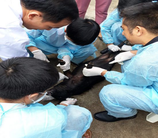 Tập huấn kỹ thuật chẩn đoán, mổ khám, kỹ thuật lấy mẫu xét nghiệm bệnh động vật