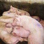 Khẩn cấp khống chế dịch tả bùng phát ở lợn