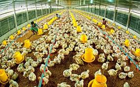 Đồng Nai: Hơn 500 cơ sở chăn nuôi được cấp giấy chứng nhận vệ sinh an toàn dịch bệnh
