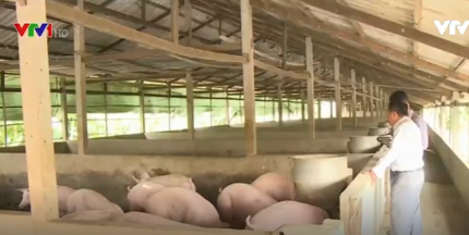 Giá lợn tại Đồng Nai giảm sâu, thương lái ép giá người chăn nuôi