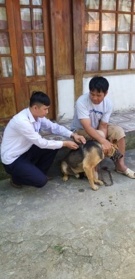 Lào Cai triển khai công tác tiêm phòng vắc xin  cho đàn gia súc, gia cầm đợt 1 năm 2021