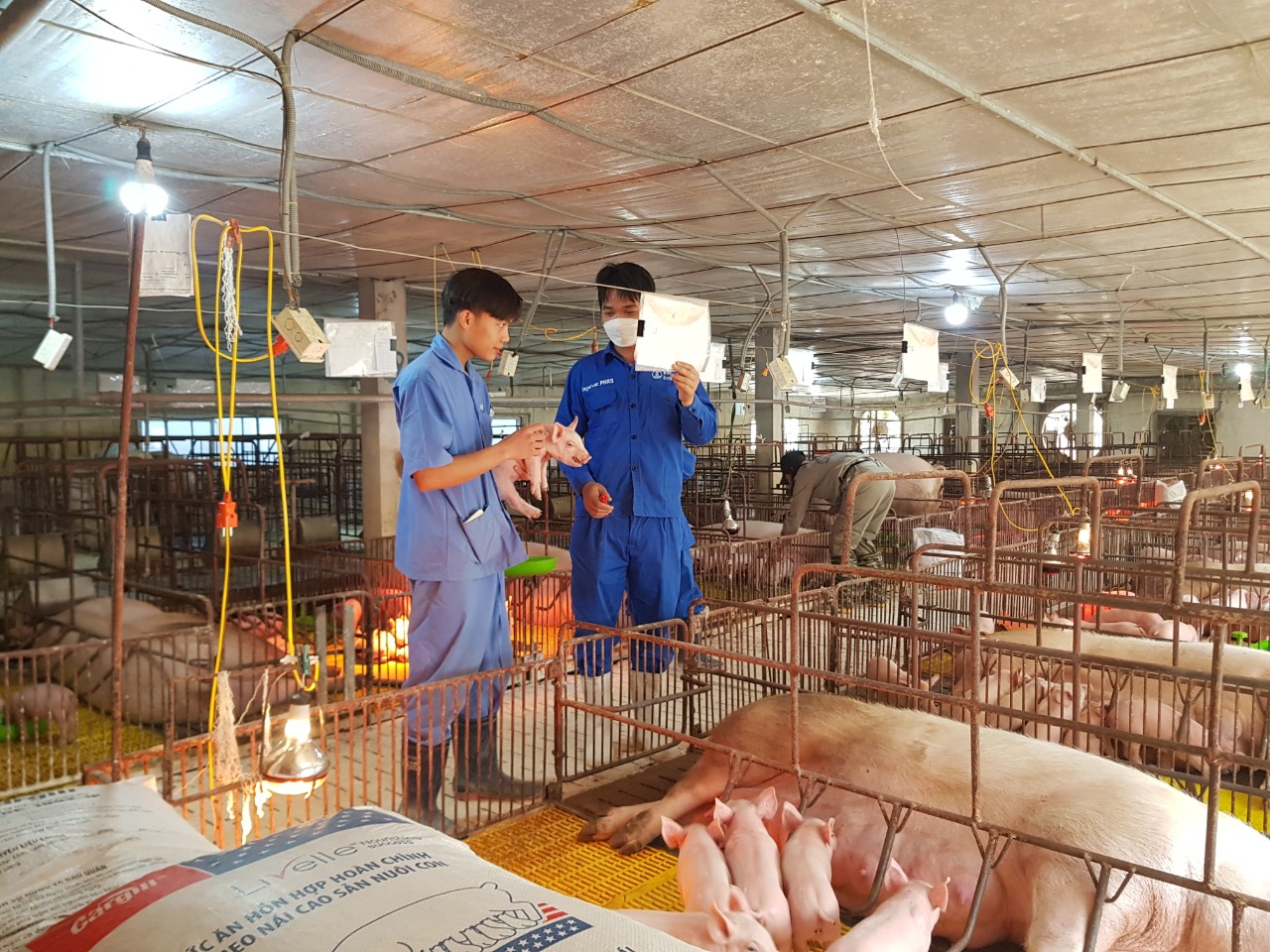 Phát triển chăn nuôi lợn theo chuỗi liên kết