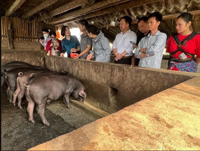 Nhân rộng nuôi lợn đen bản địa ở các xã nghèo Lào Cai
