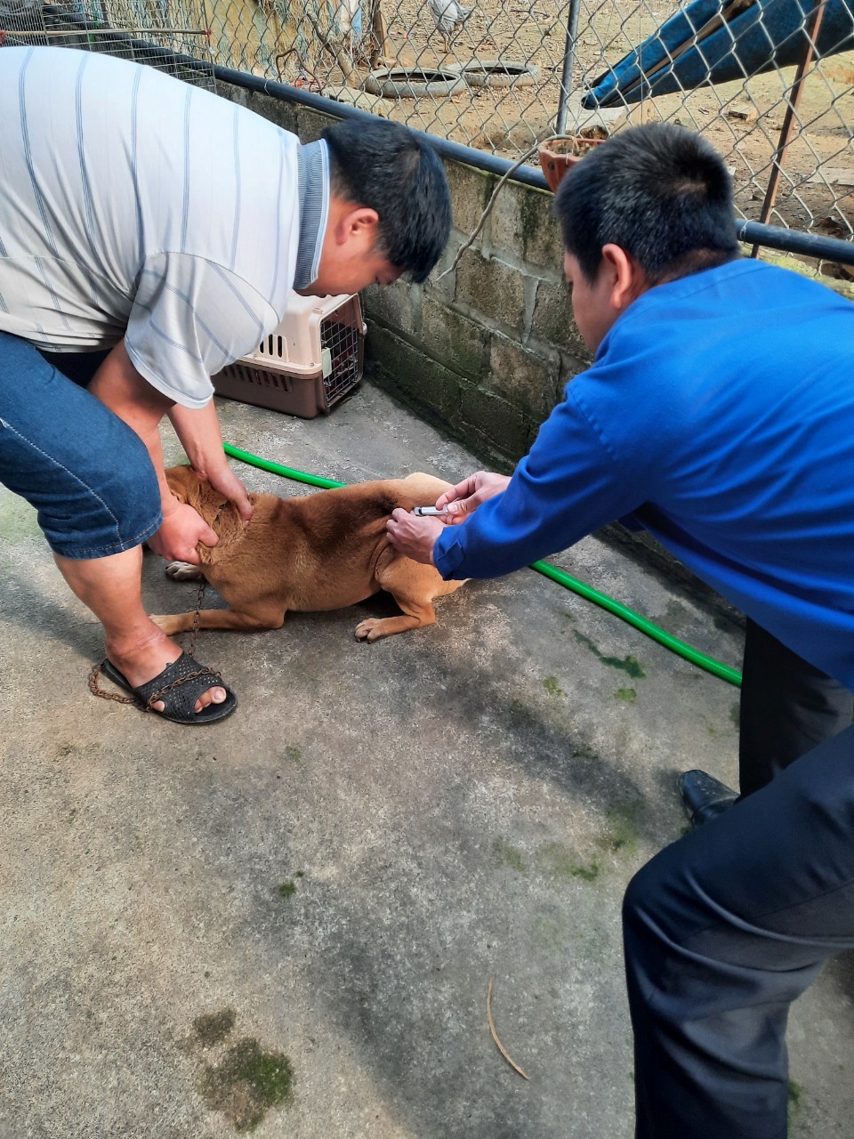 Thành phố Lào Cai tăng cường công tác tiêm phòng,  phòng chống dịch bệnh trên đàn gia súc gia cầm