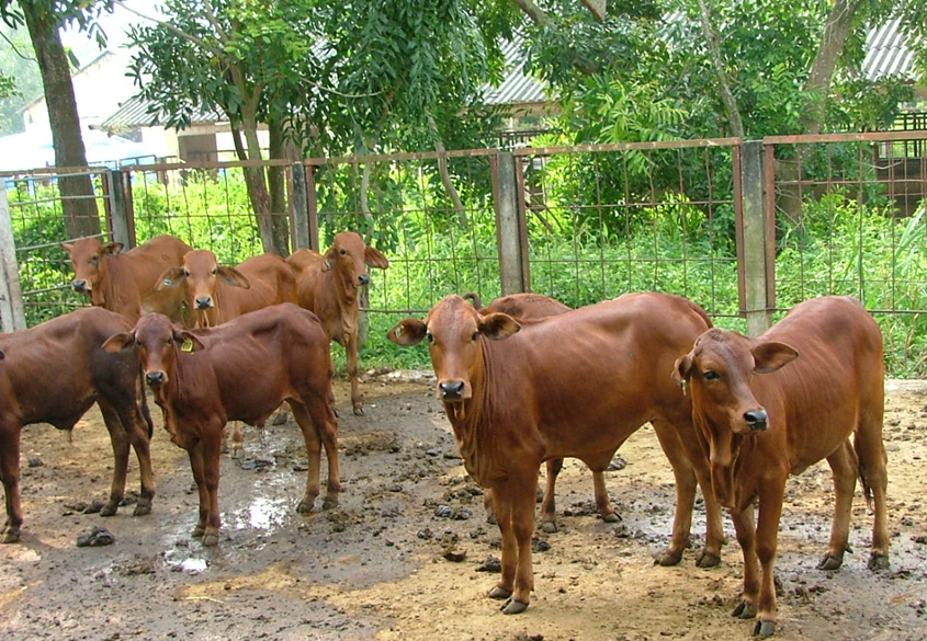 Tăng cường công tác quản lý giống vật nuôi và sản phẩm giống vật nuôi